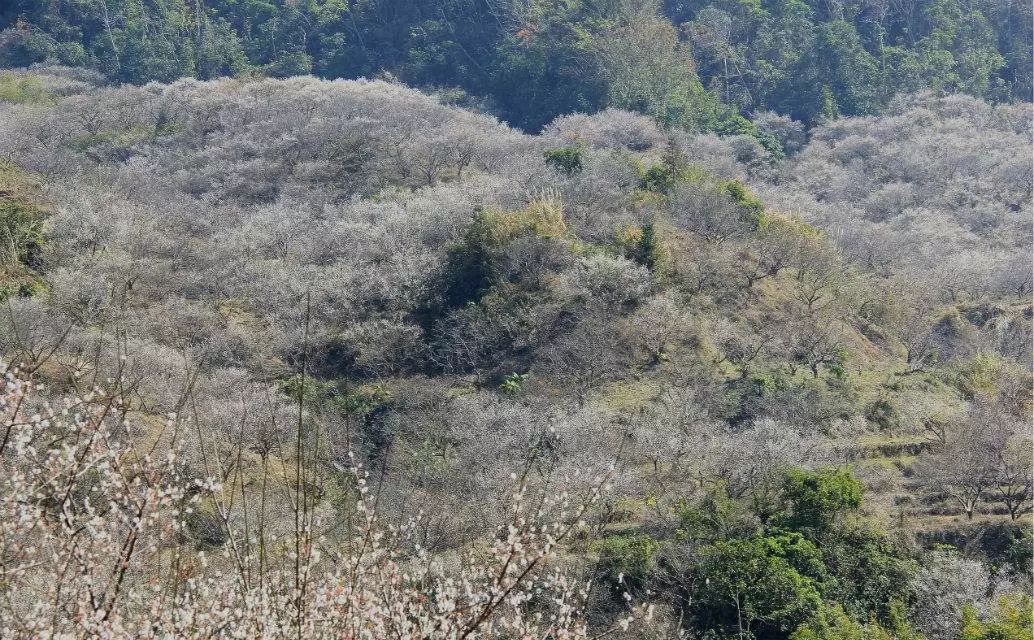 国营惠东梁化林场交通新闻更新