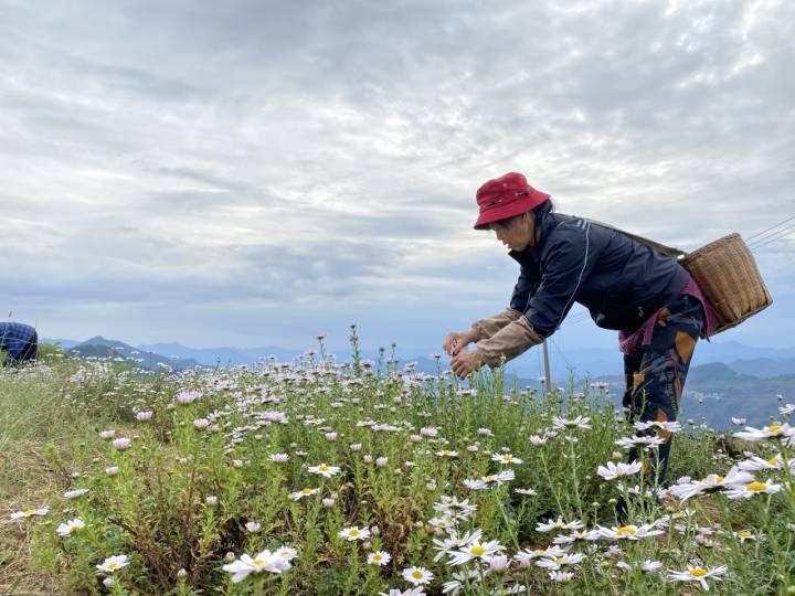 良种繁殖场最新项目引领畜牧业革新突破