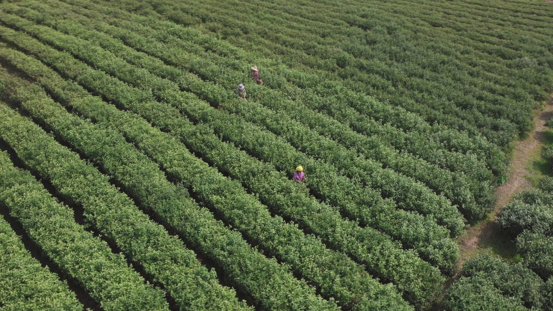 句容市下蜀茶场绿色发展繁荣景象的最新报道